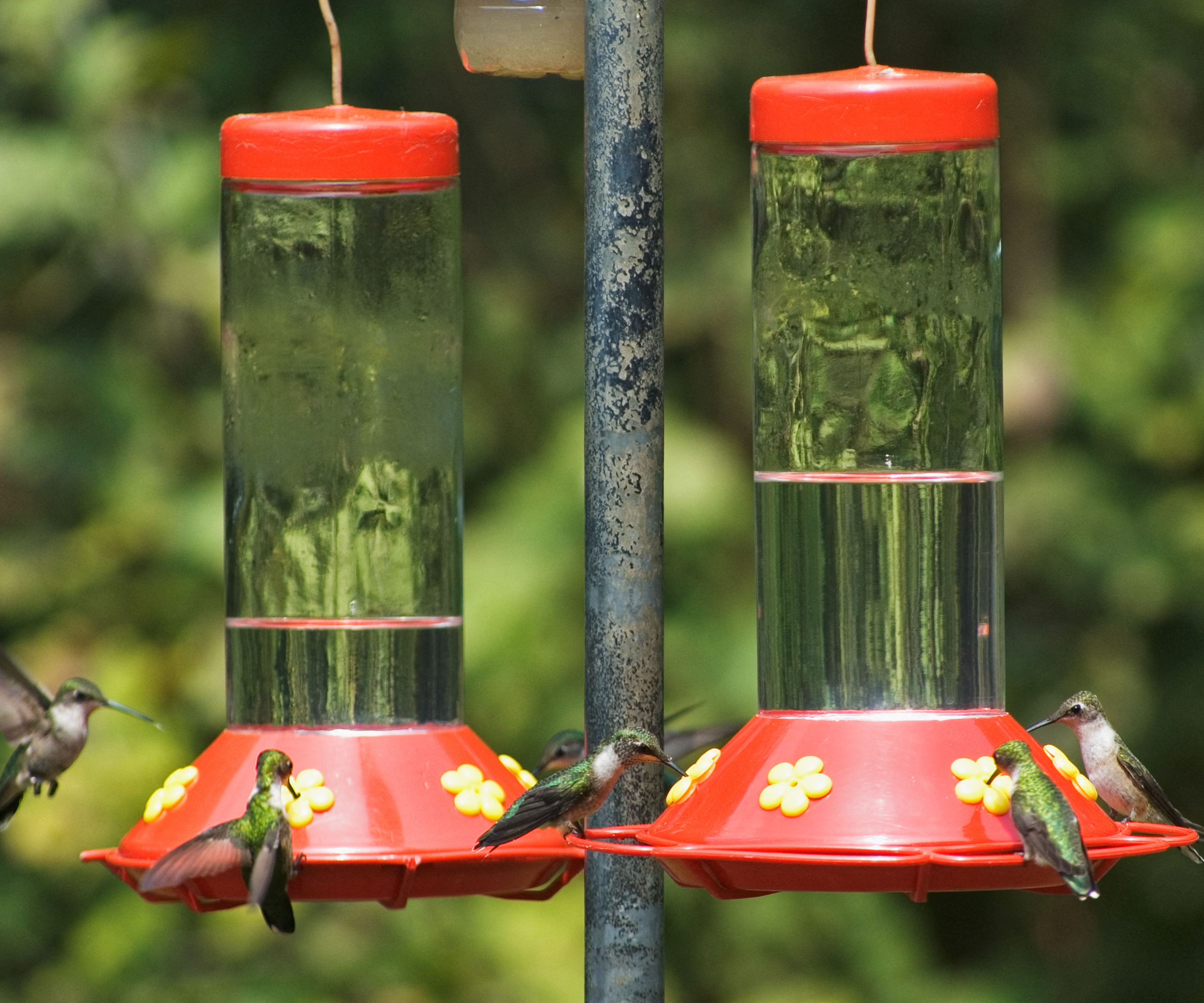 Hummingbirds feeding on feeders clustered together