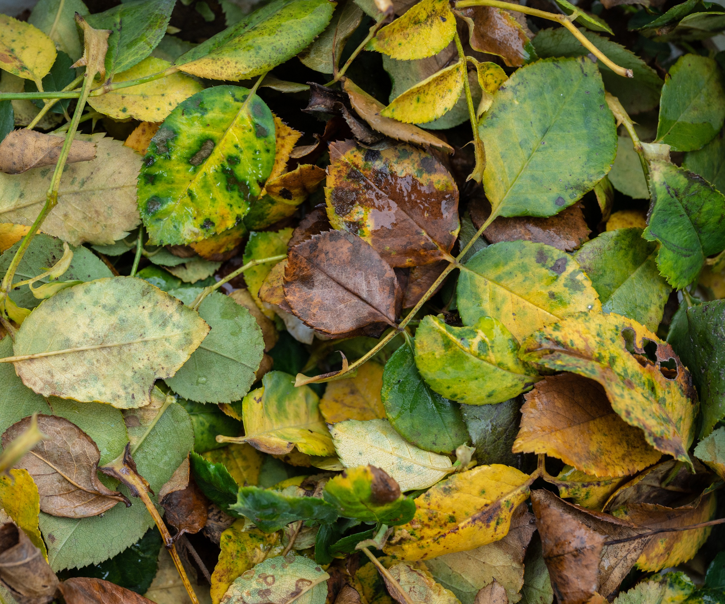 Pile of rose leaves infected with black spot