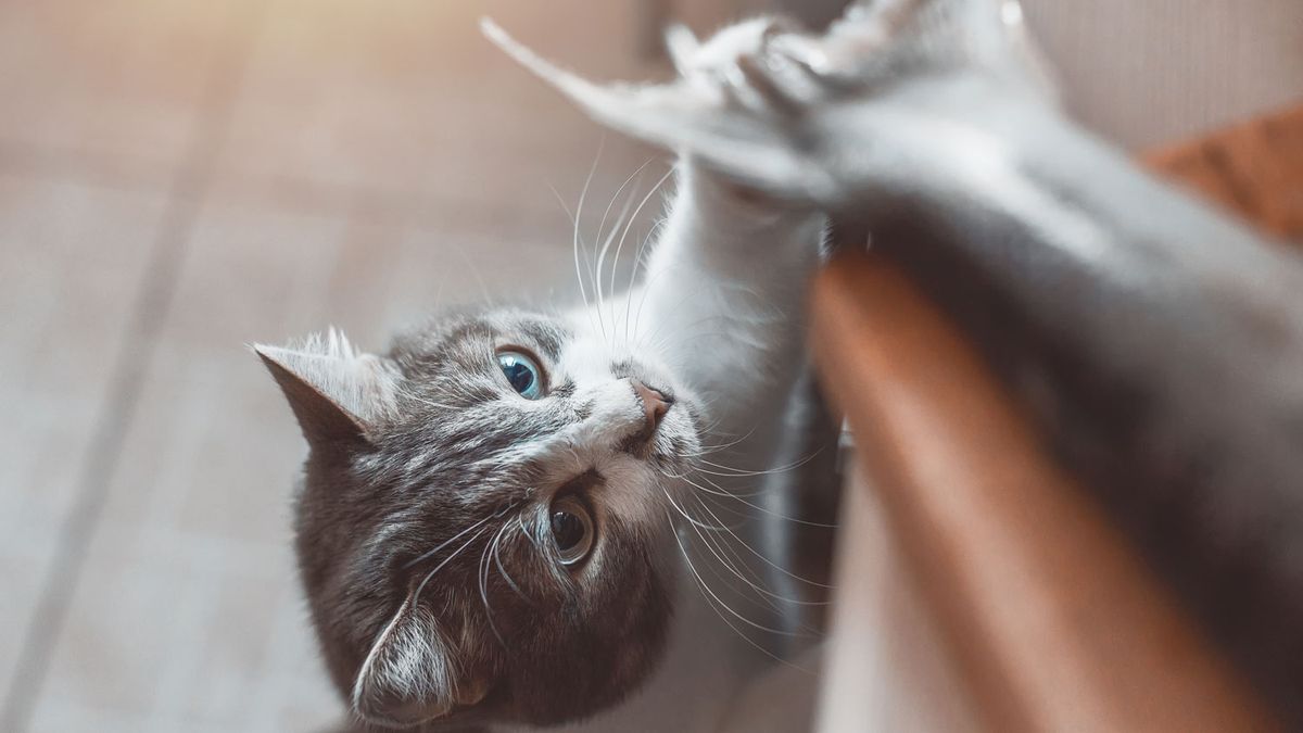 Why Is My Cat Begging For Food? | PetsRadar