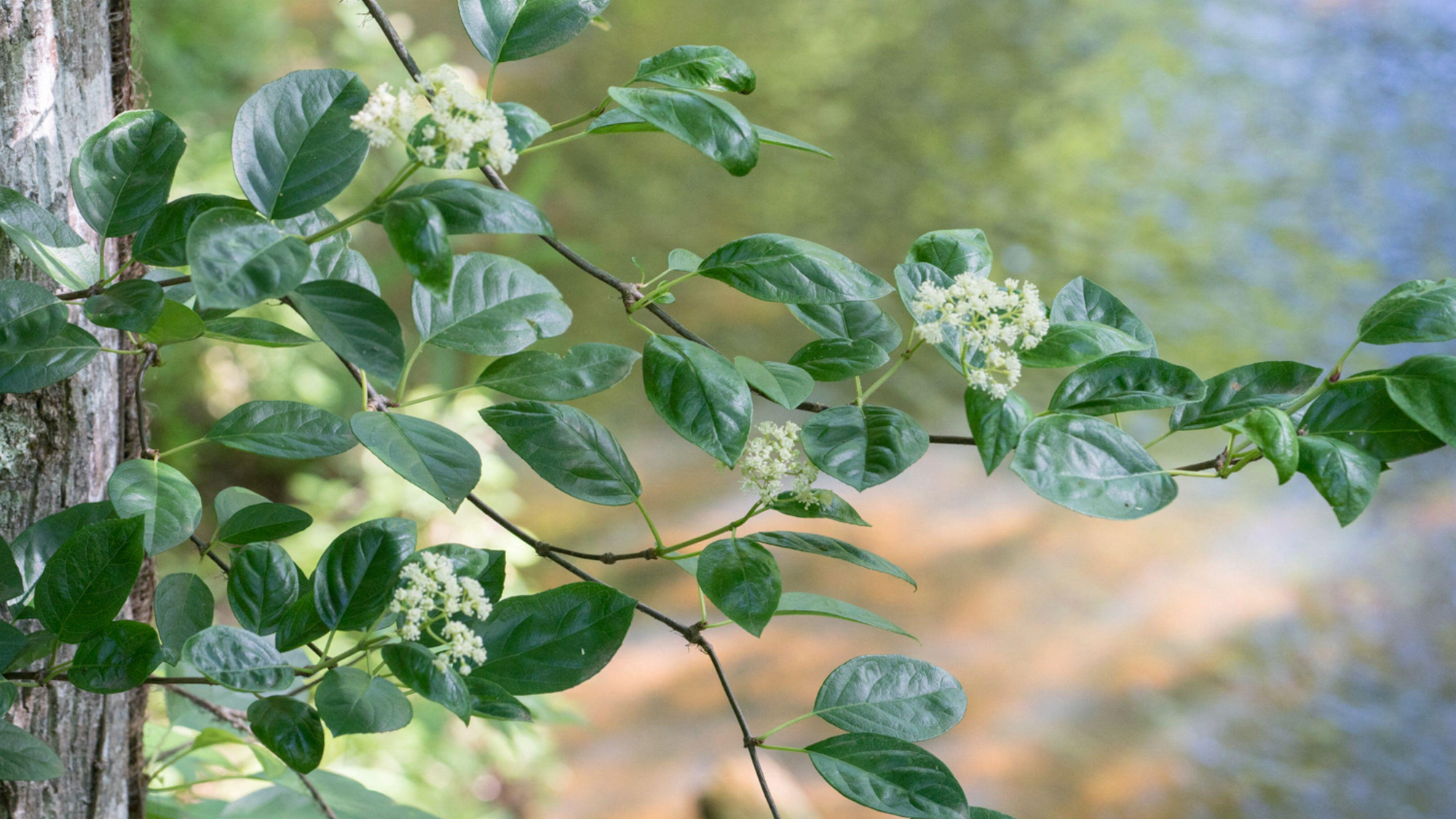 Woodvamp (aka climbing hydrangea, native cousin of hydrangea) in bloom