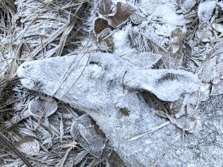 Frozen deer on the forest floor