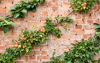 Diagonally espaliered apple trees on a red brick wall of an English garden