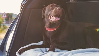 Dog sitting in the boot of a car