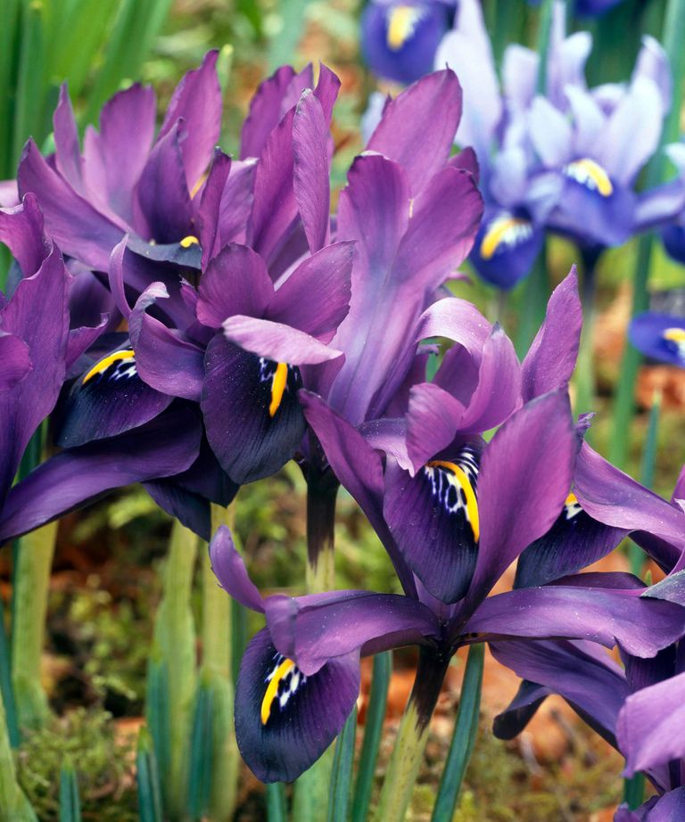 Best spring flowering plants 25 picks for seasonal blooms Gardeningetc