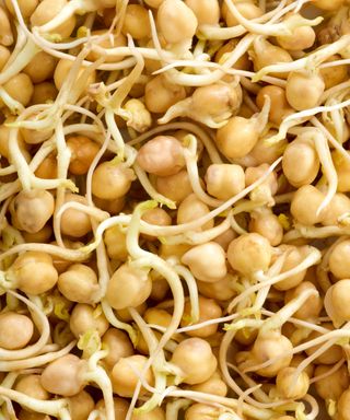 chickpeas developing beansprouts after germination