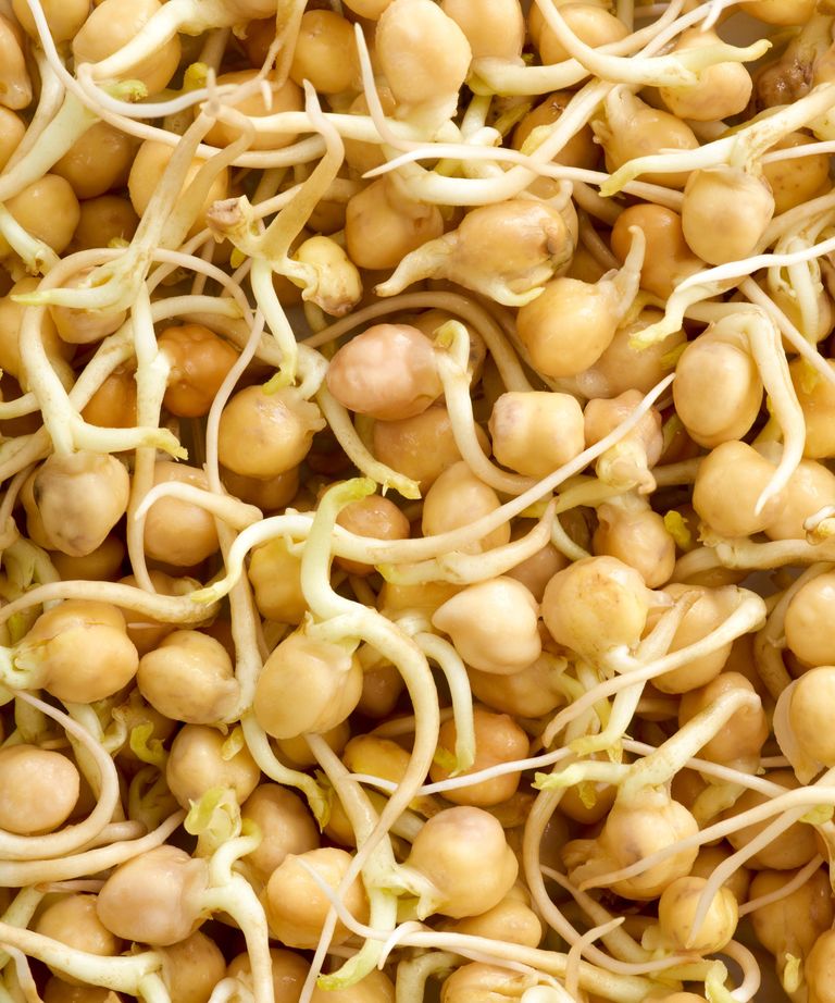 How to grow chickpeas expert tips to grow garbanzo beans Homes & Gardens