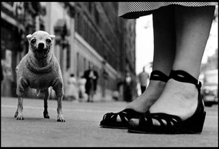 photograph of tiny dog on street