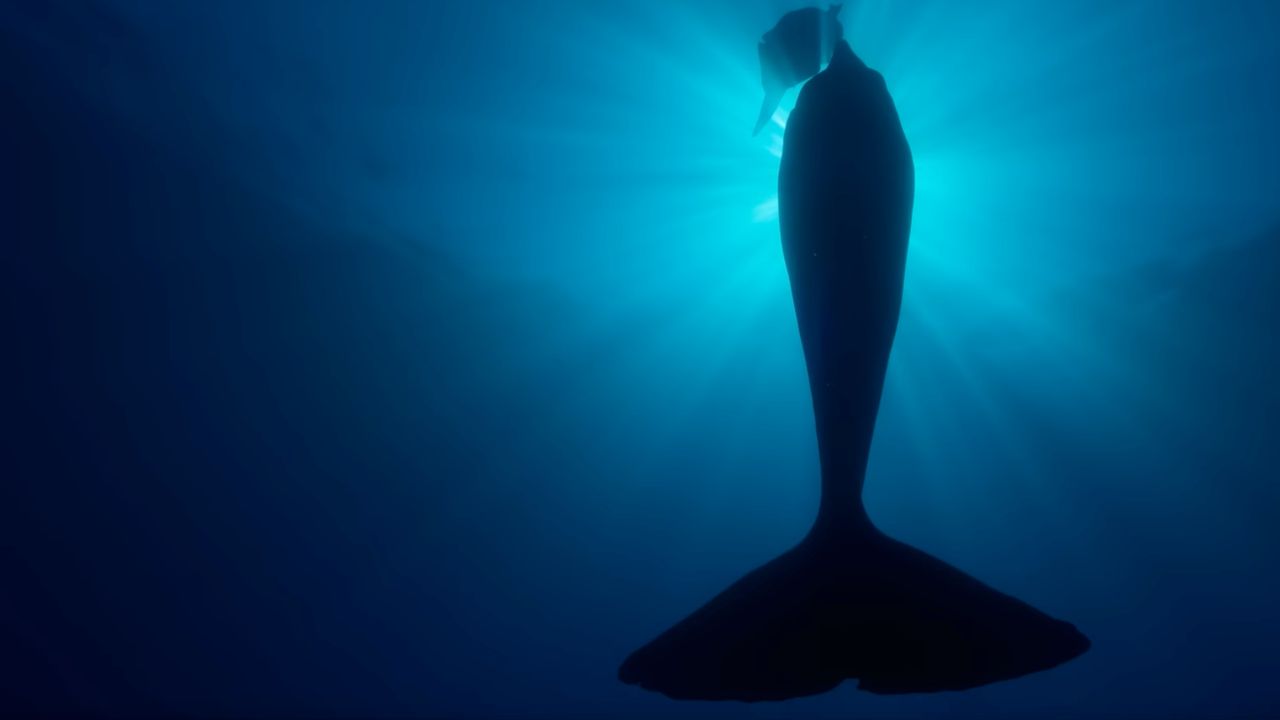 Our Oceans