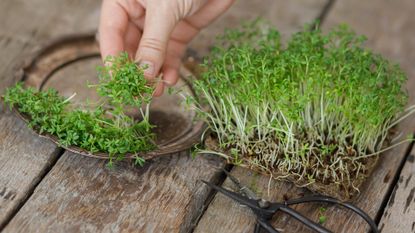 Cress, Garden - Microgreens seeds