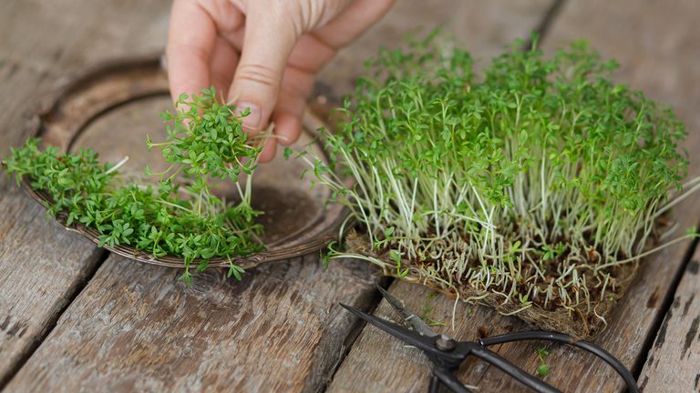 How to grow cress – harvesting cress with scissors