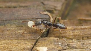 Closeup of an Asian needle ant worker carrying prey in its mouth on a wooden surface.