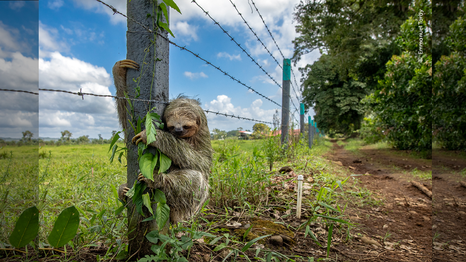 Sloth clinging to post of a barbed wire fence.