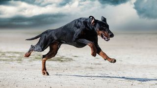 Doberman Pinscher