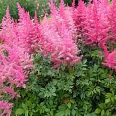 pink astilbe blooming in garden 