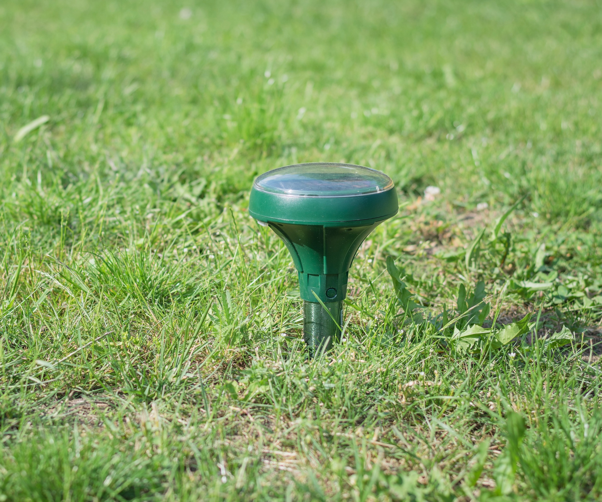 Solar-powered vibrating mole repeller
