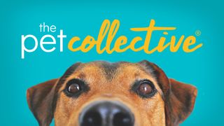The Pet Collective key art