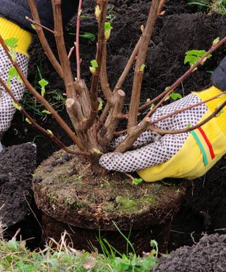 Always plant trees, shrubs and perennials at the same depth as their rootballs