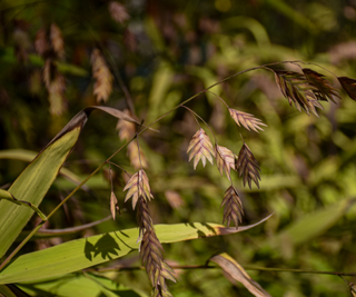 Close-up of wild sea oat grass