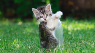 Kitten in a jar