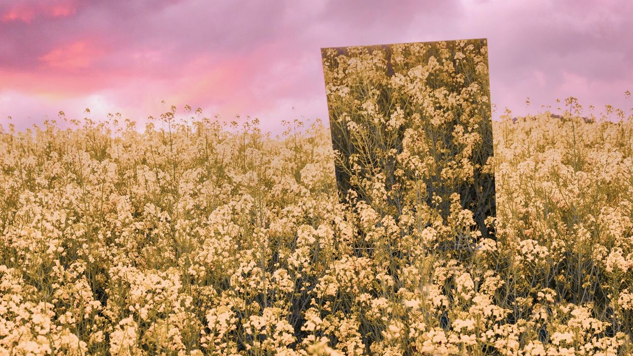 Spring solstice 2023: Creative picture of square mirror reflecting landscape in nature, shades of pink.