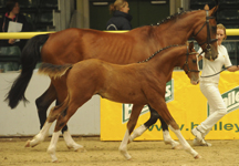 Myerscough_Futurity_1.JPG