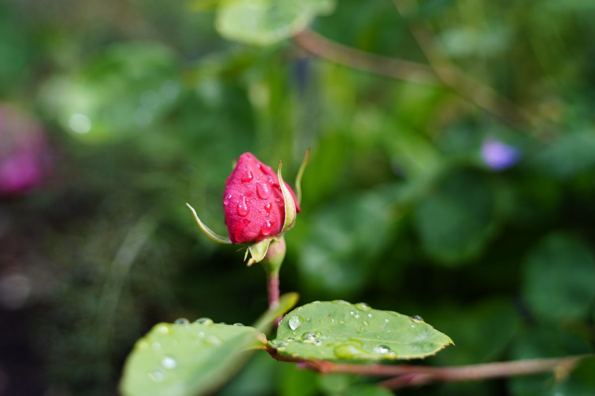 Thypoch Voyager 24-50mm f/2.8 sample image