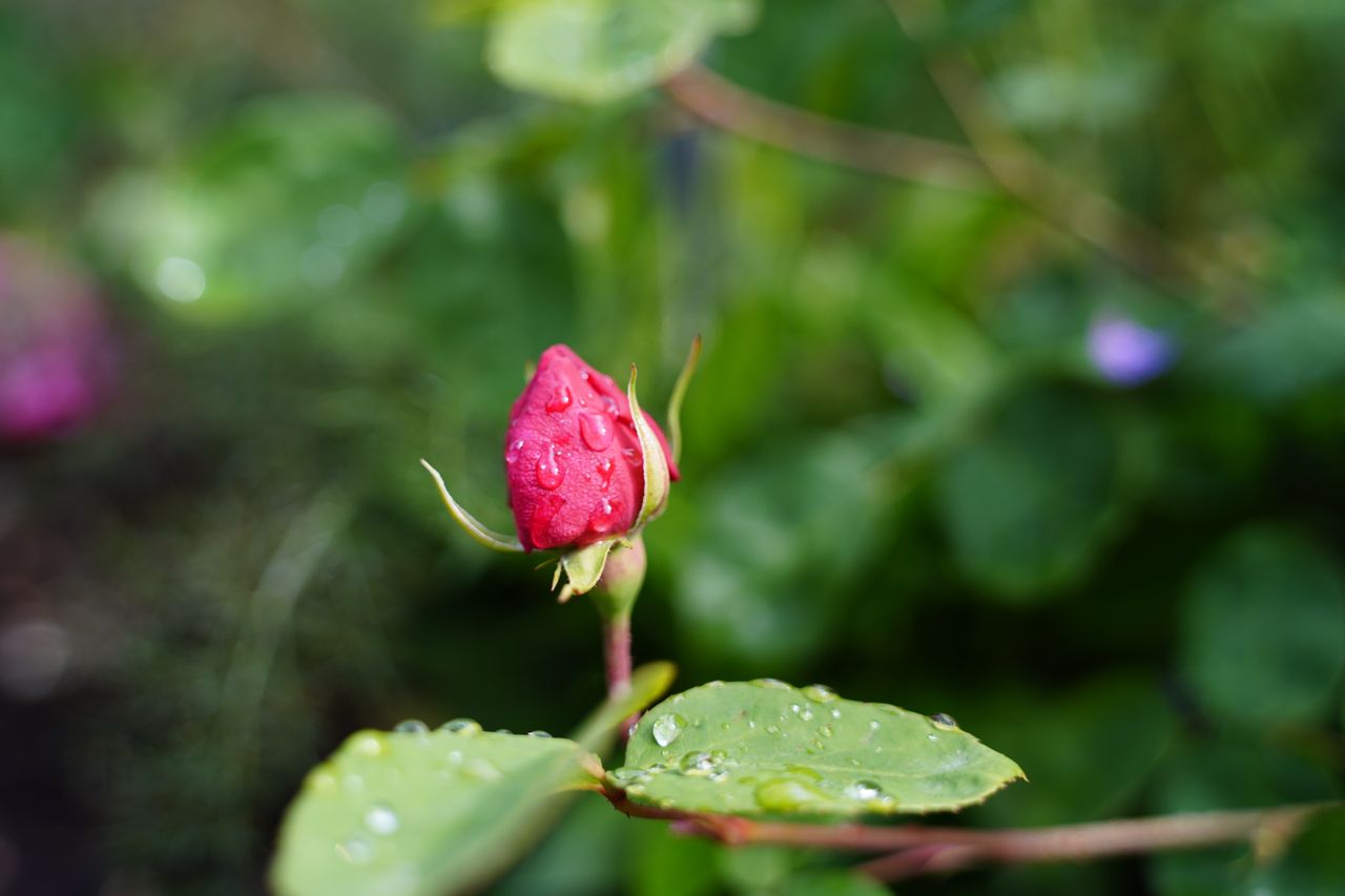 Thypoch Voyager 24-50mm f/2.8 sample image