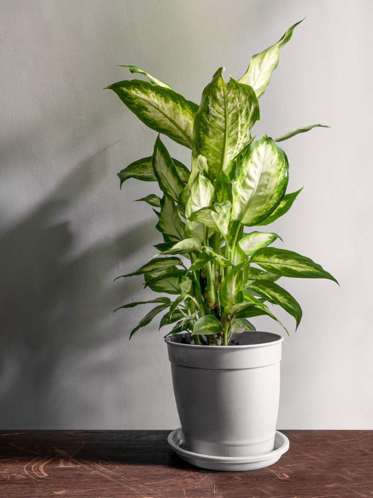 Large Potted Dieffenbachia Plant