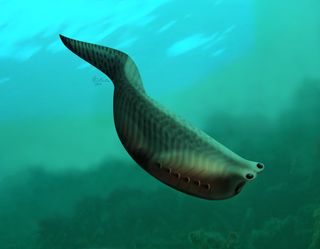 fossil fish reconstruction