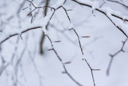 Snow on tree branches