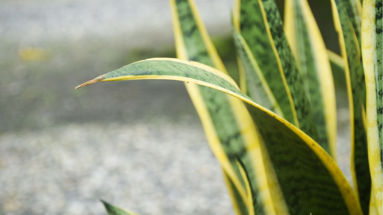 Snake plant leaves curling