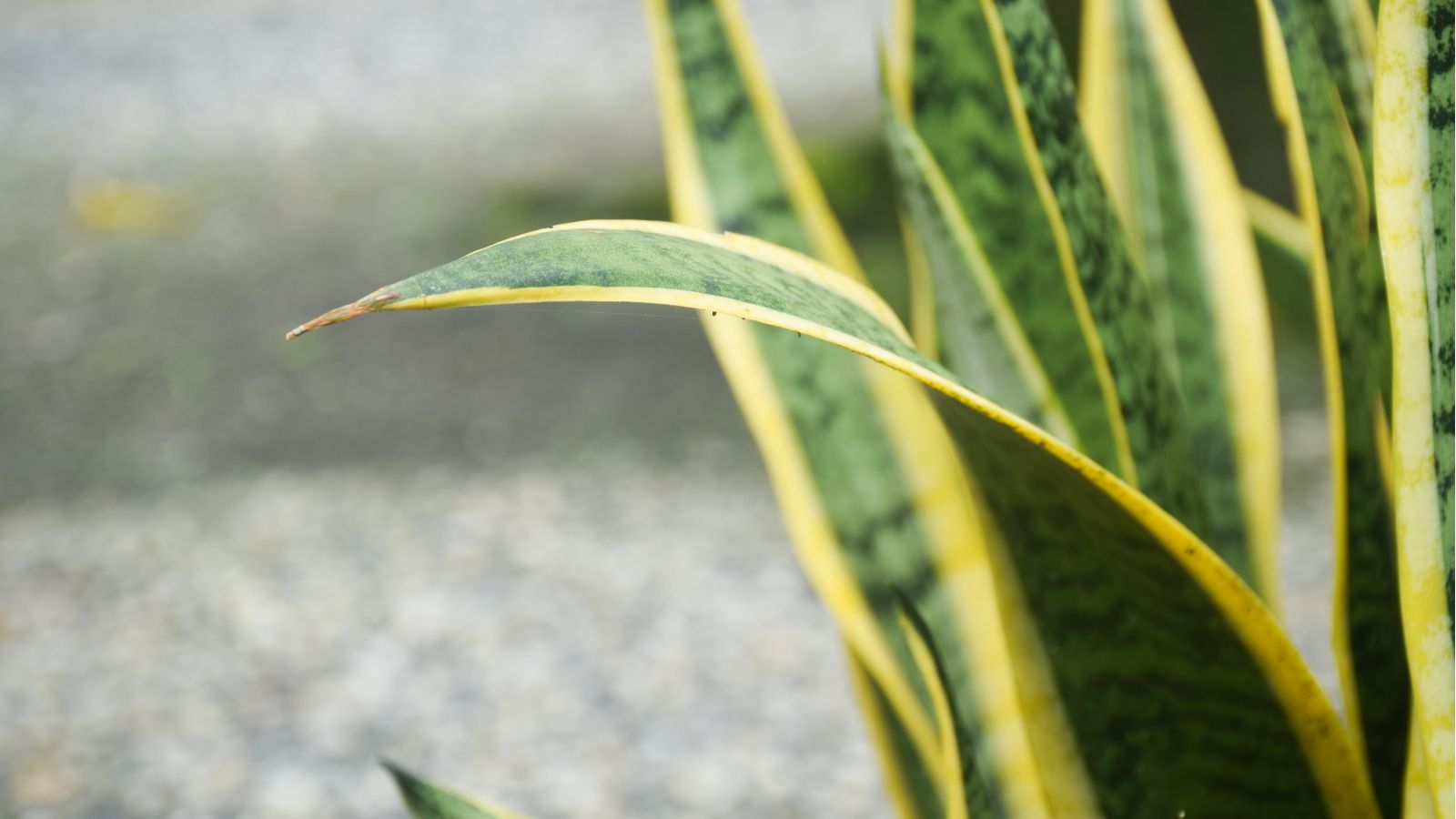 Why are my snake plant leaves curling? We reveal the cause | Homes and  Gardens