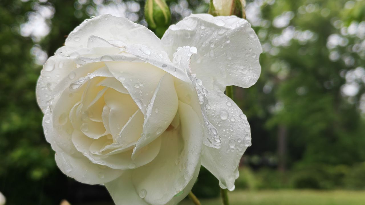 Honor 400 Pro sample images