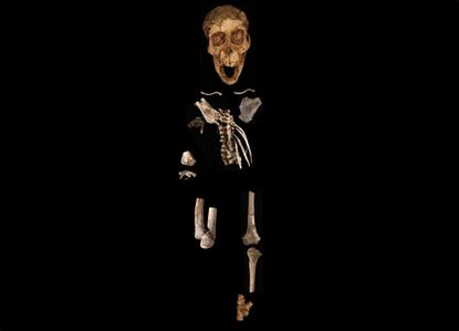 The entire Selam skeleton.