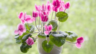 Cyclamen flowers in a pot