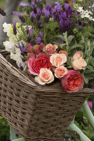 roses cut from a garden in a bike basket