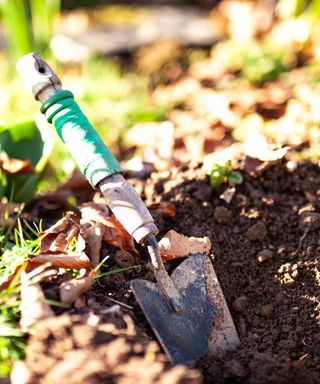 trowel and soil in garden flowerbed