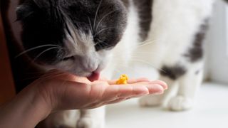 Black and white cat eating corn from hand