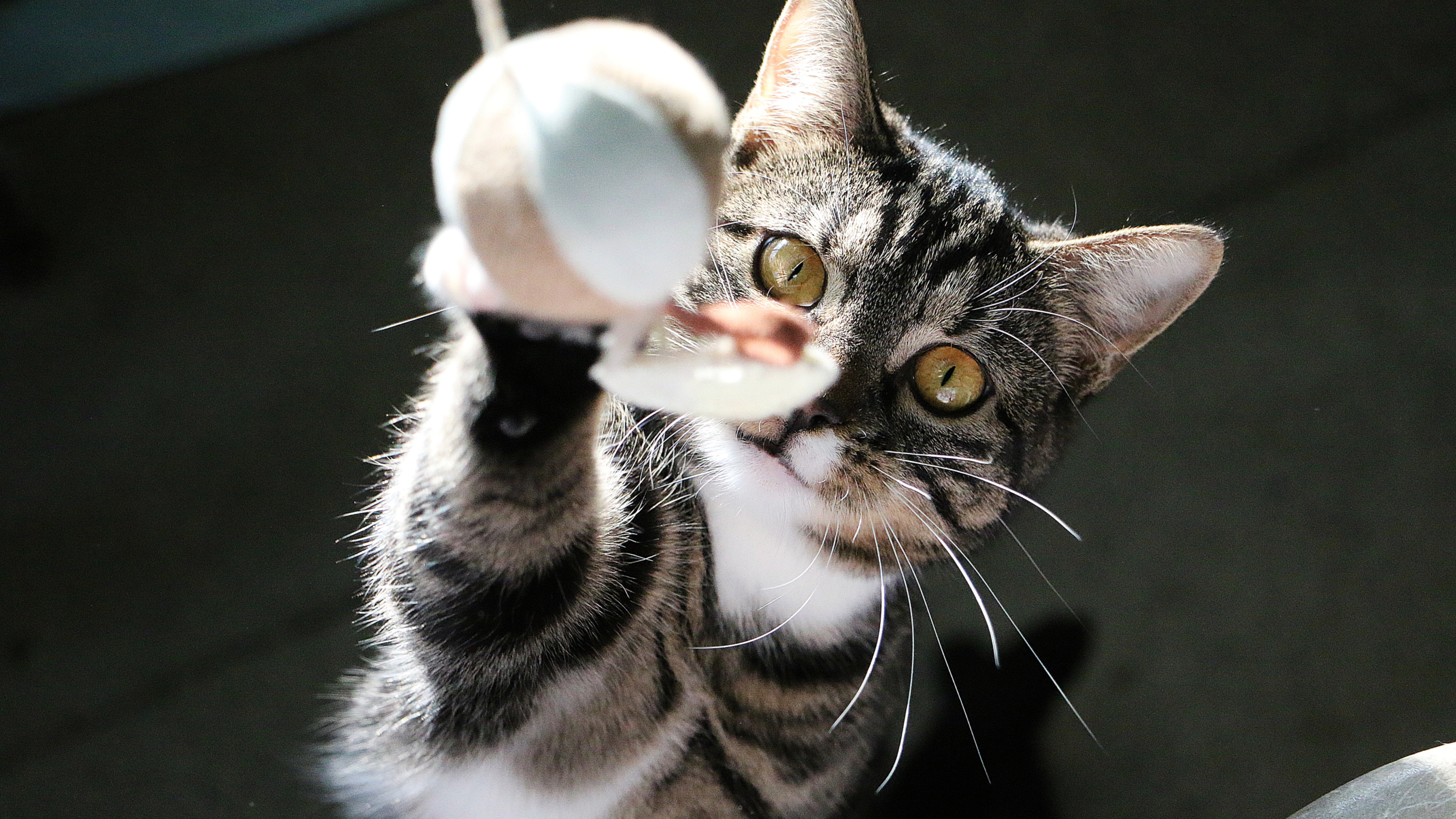Cat playing