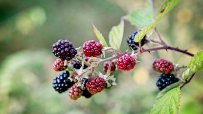 Blackberries growing on a bush
