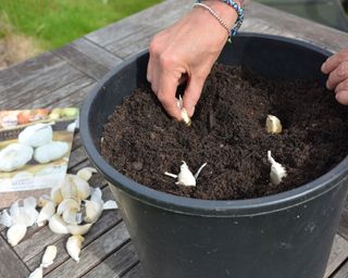 Planting garlic in a pot