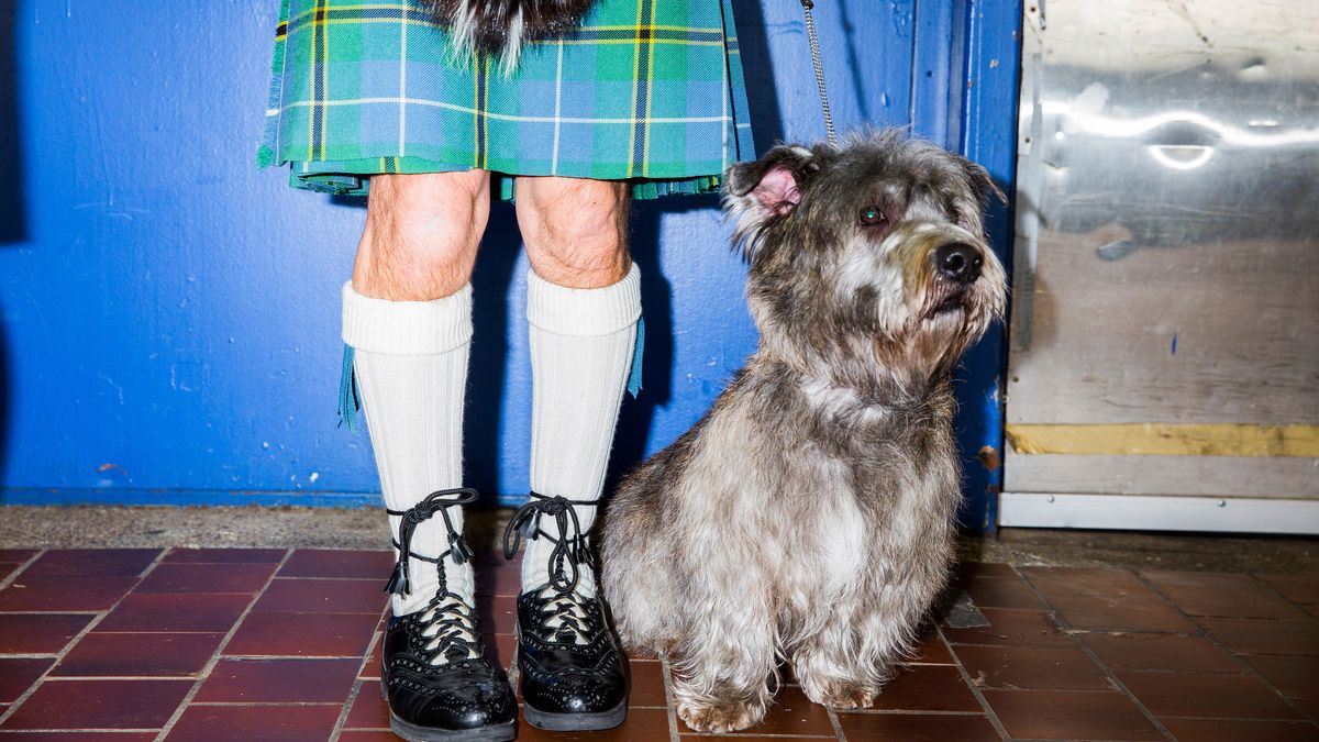 Image for 'The unicorn of the dog world': Why the Glen of Imaal terrier is the best dog you've never heard of