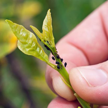 Gardener holds leaf with aphids