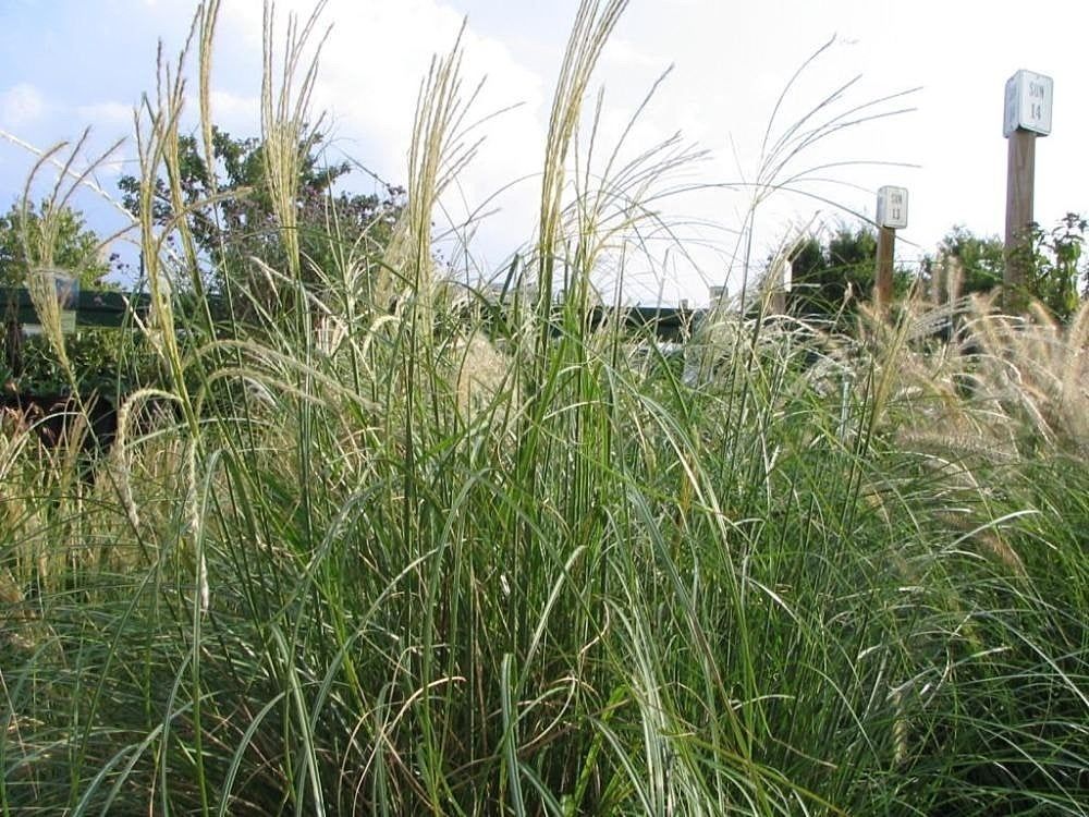 Yellow-Green Feathery Adagio Maiden Grass