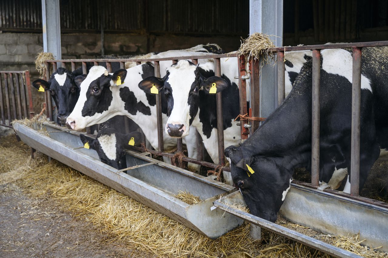 5 cows lined up at feeding trough.