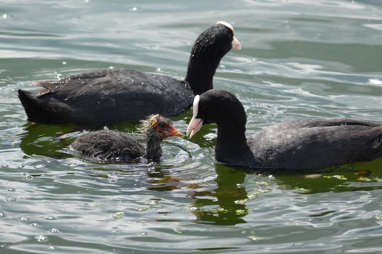 Two adult coots swimming beside a fluffy chick on rippling water.