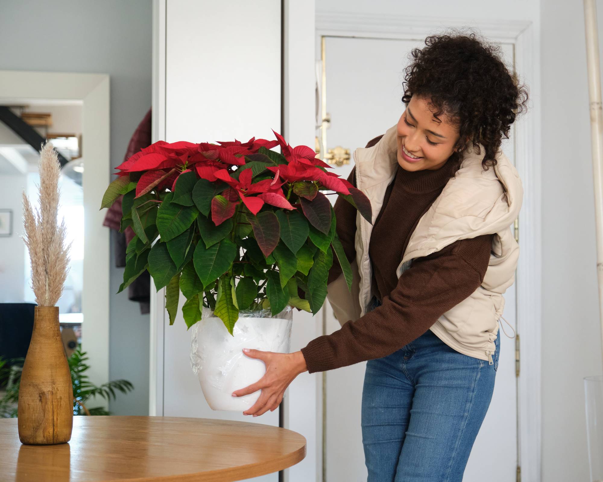 Woman placing poinsettia on table indoors