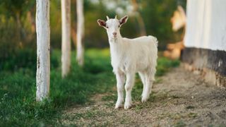 Goat outside on path