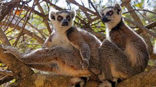 A photo of two ring-tailed lemurs sitting in tree in Isalo National Park, Madagascar.