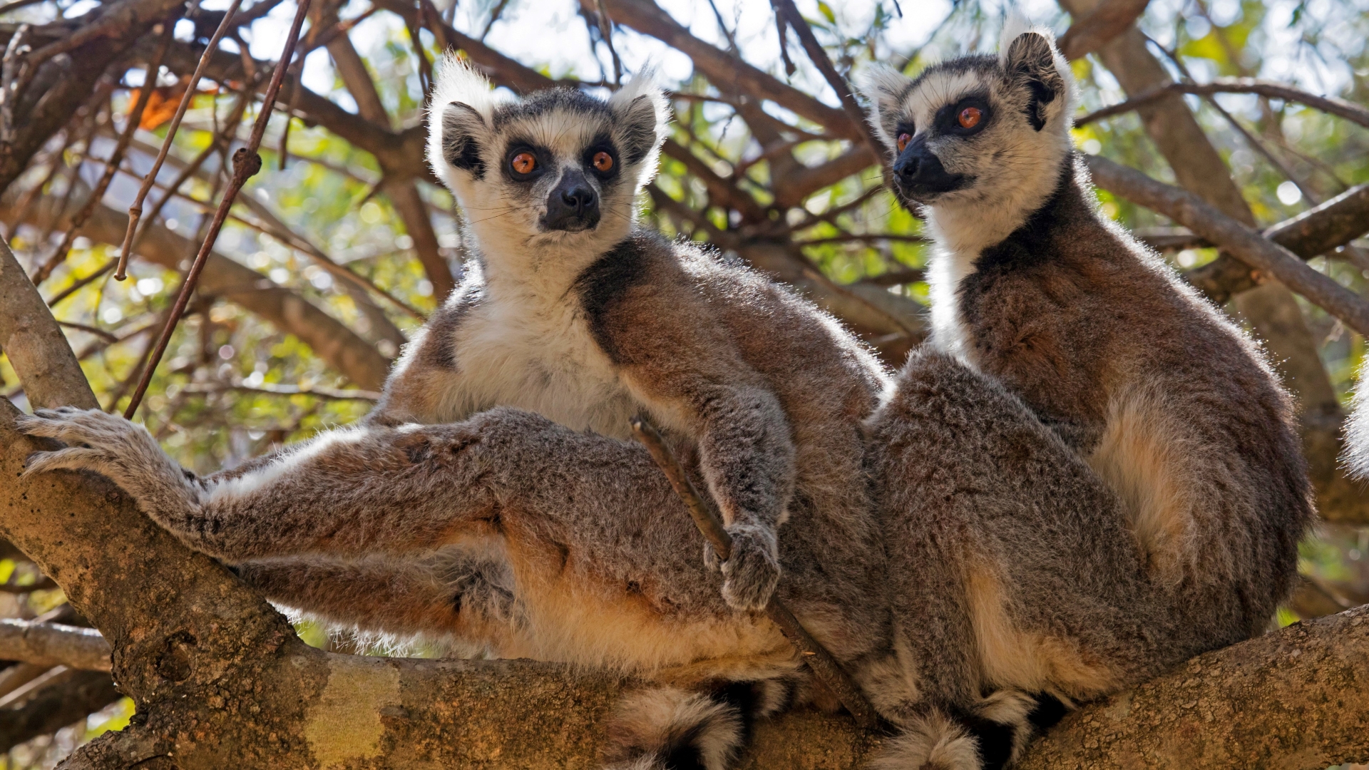 Omleiden partij Portiek Lemurs: A diverse group of endangered primates | Live Science